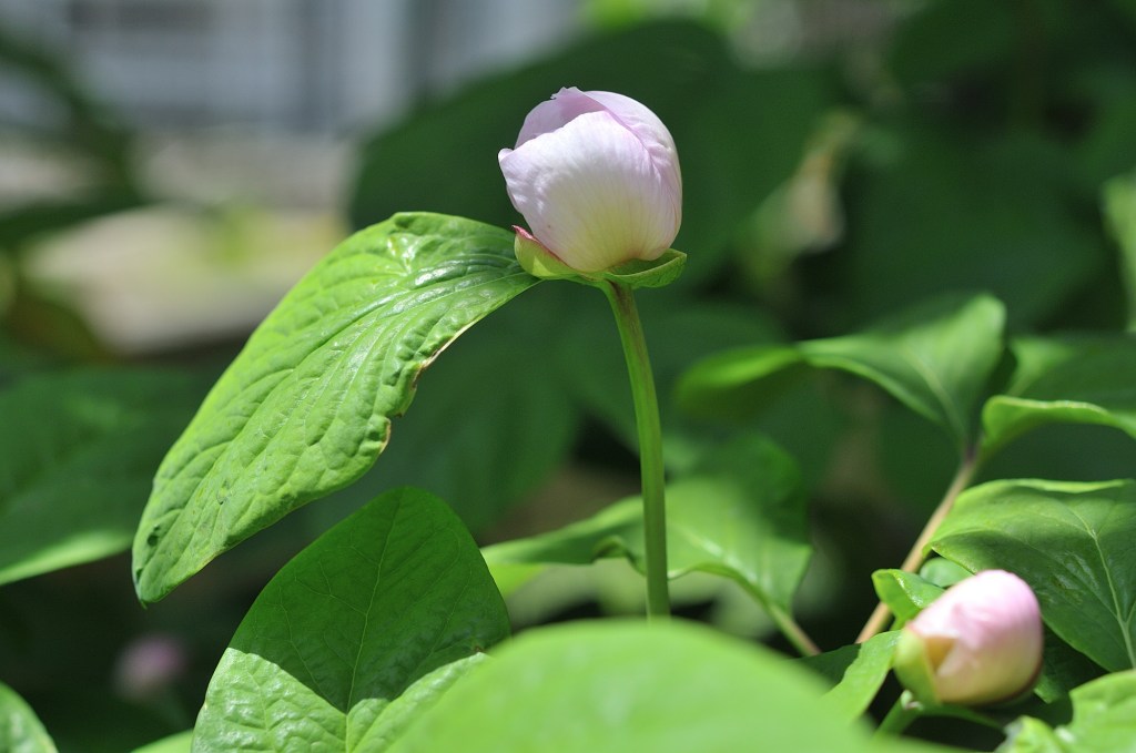 ベニバナヤマシャクヤク