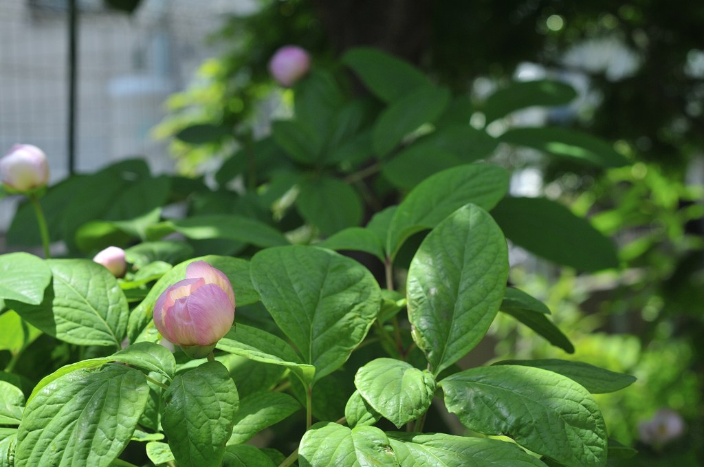 べにばなやましゃくやく