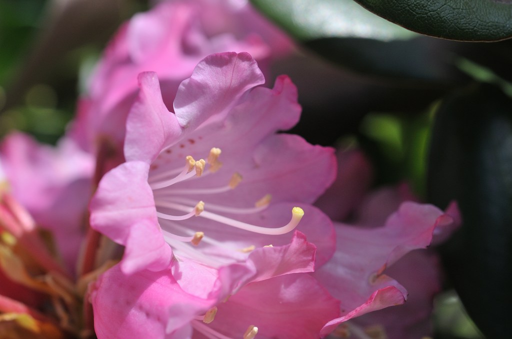 ホンシャクナゲ