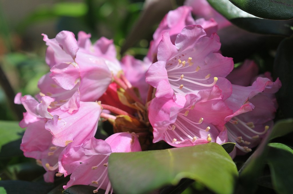 丸葉系ホンシャクナゲ