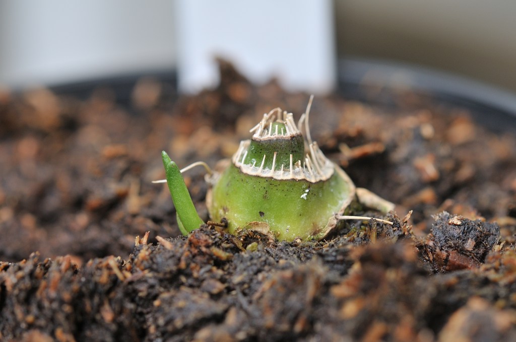 海老江のバルブ