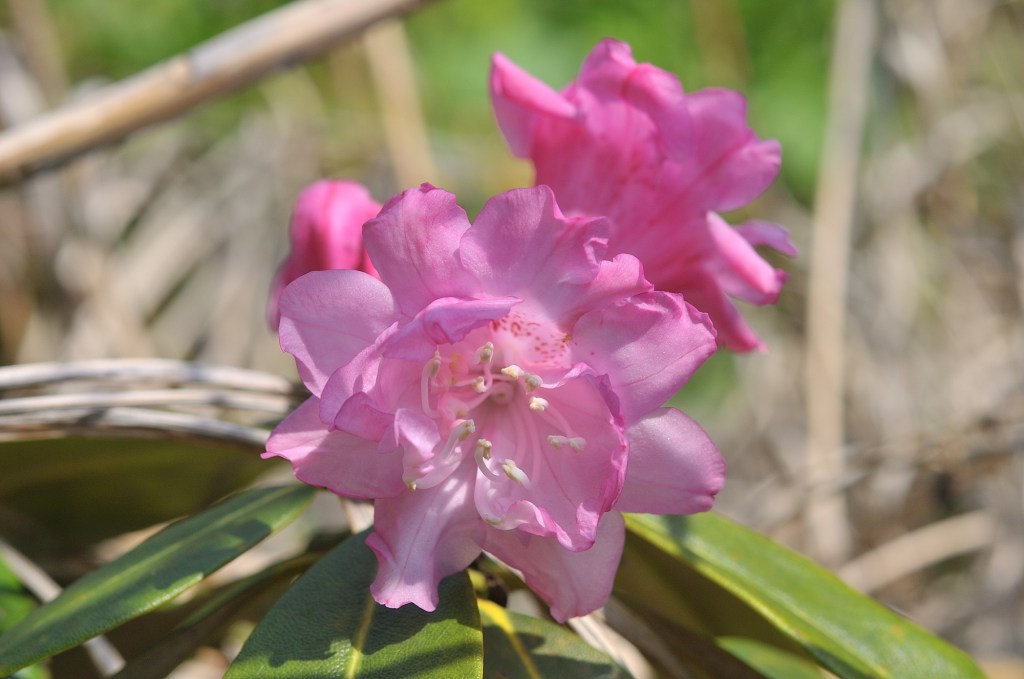 ホンシャクナゲの立山桜