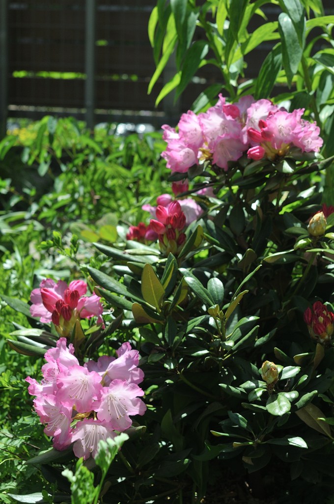 オキシャクナゲ