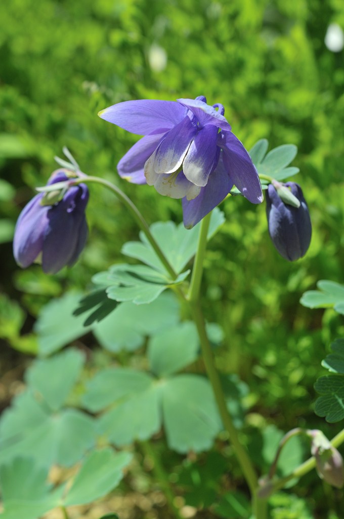 ミヤマオダマキ