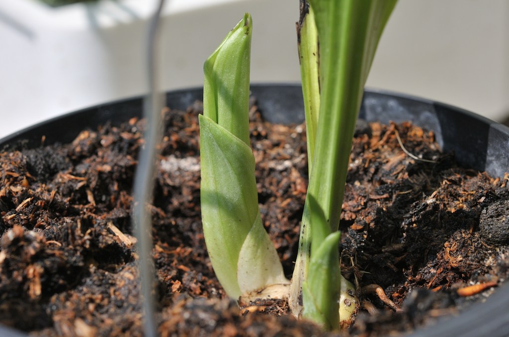 コオズエビネ・妖精