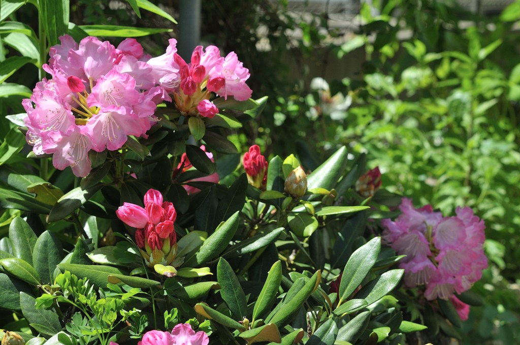 おきしゃくなげ