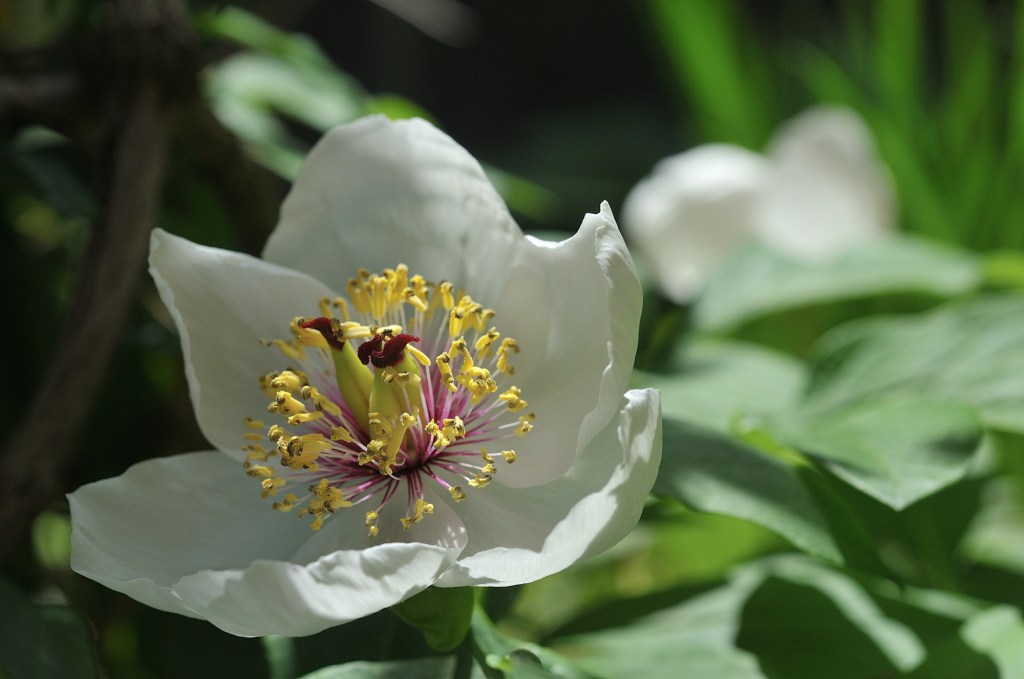 やましゃくやく