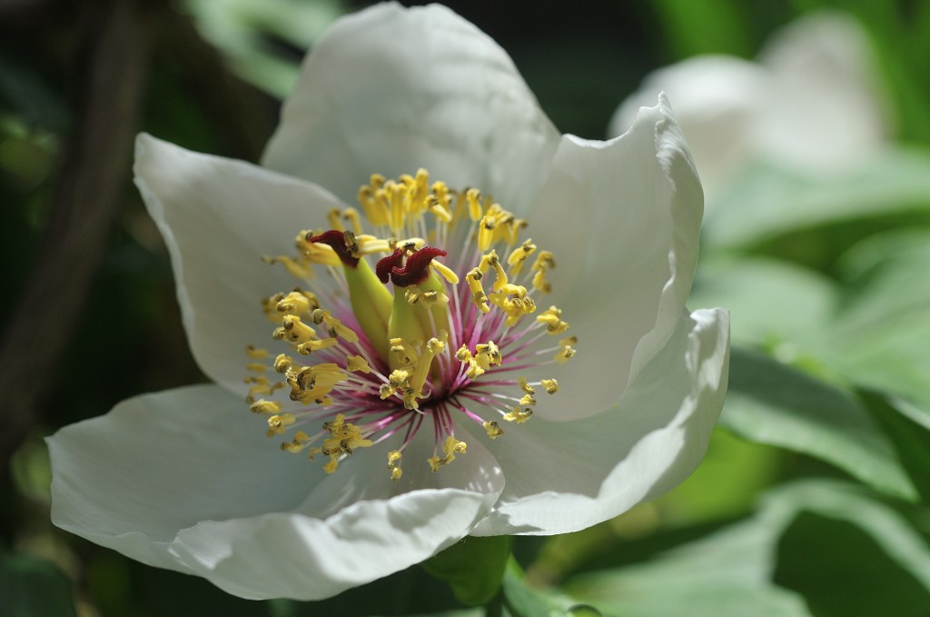 ヤマシャクヤク
