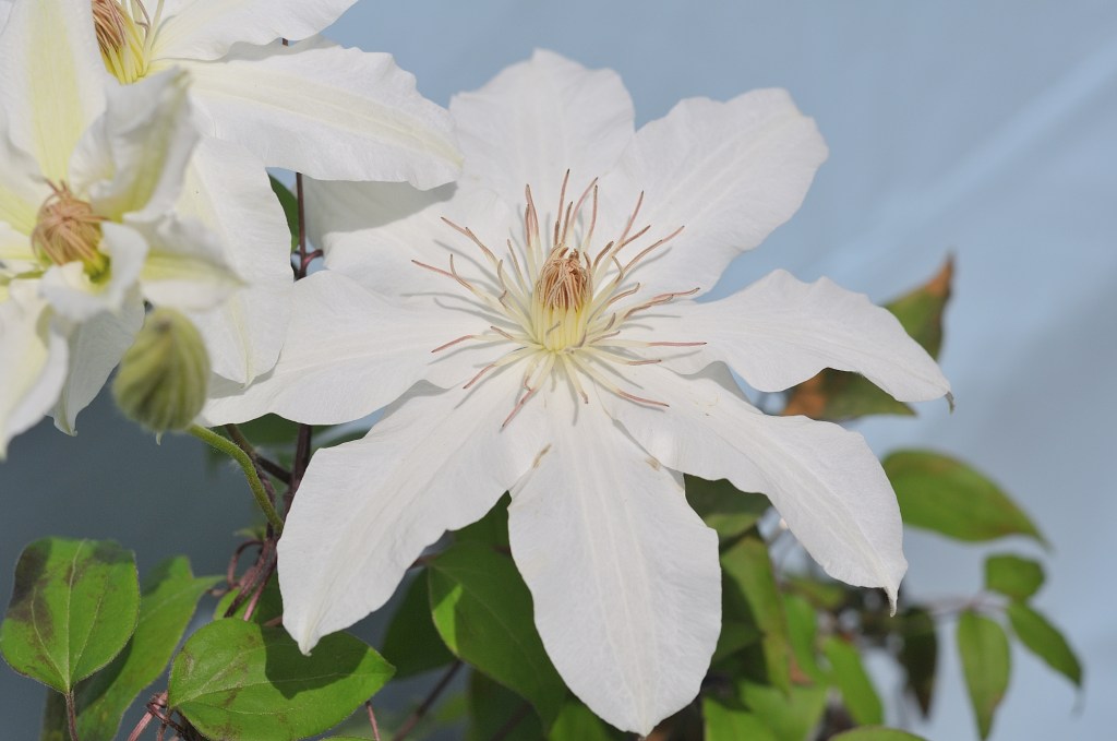 白花のカザグルマ