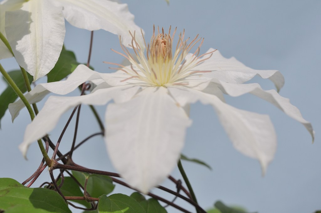 白いカザグルマ