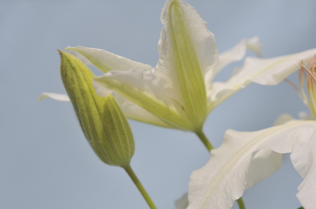 白花のカザグルマのつぼみ