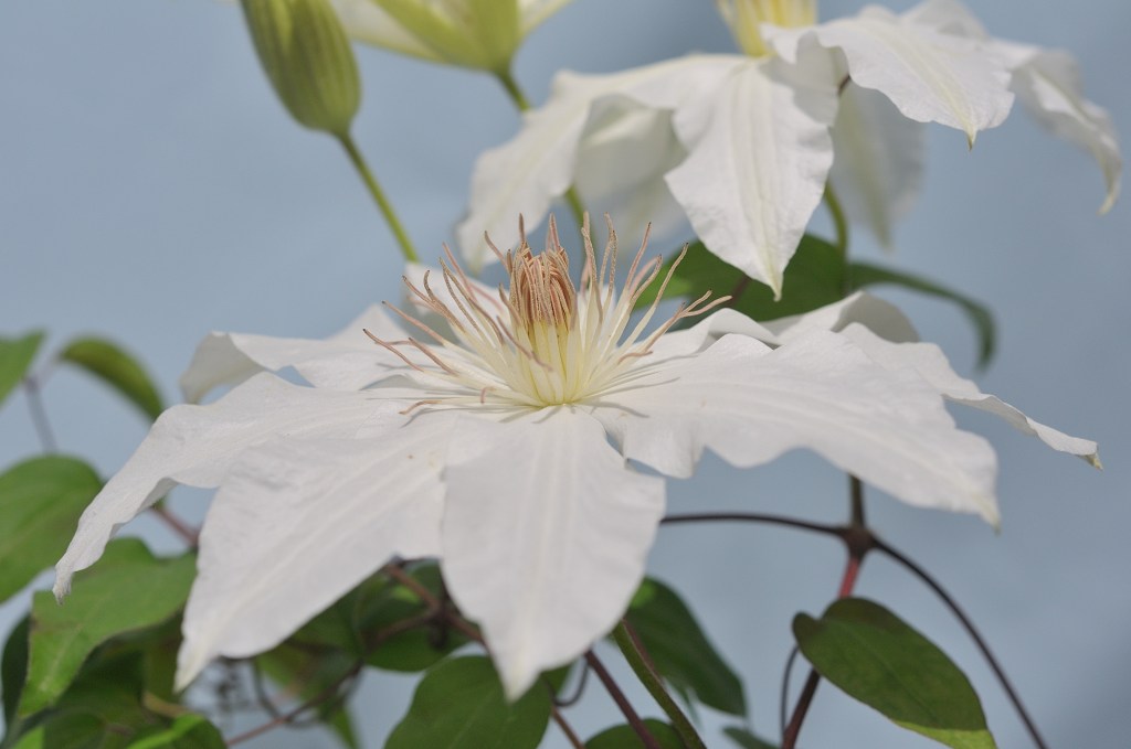 白いカザグルマ