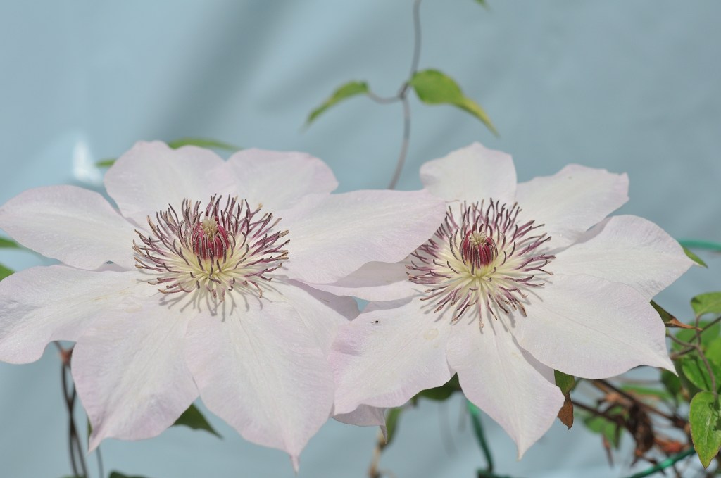 桃色のかざぐるま