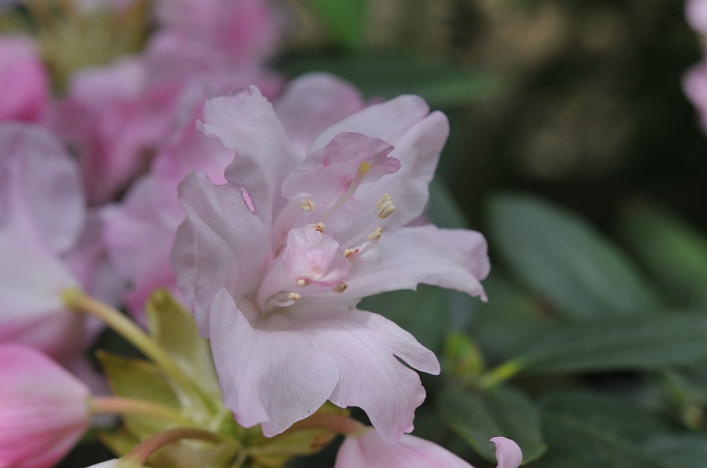 アマギシャクナゲ