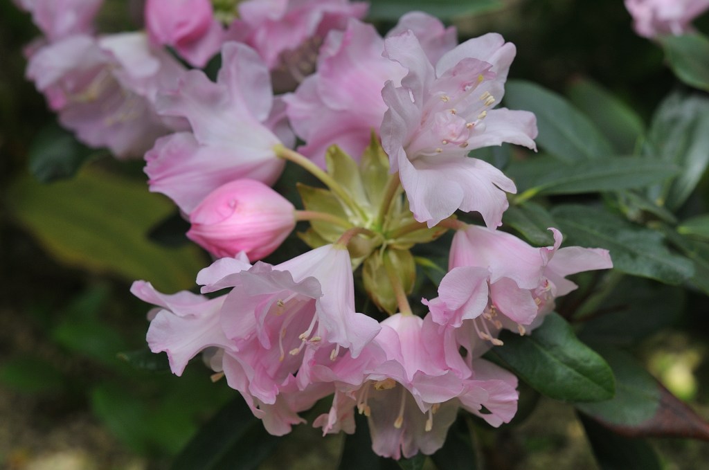 あまぎしゃくなげ