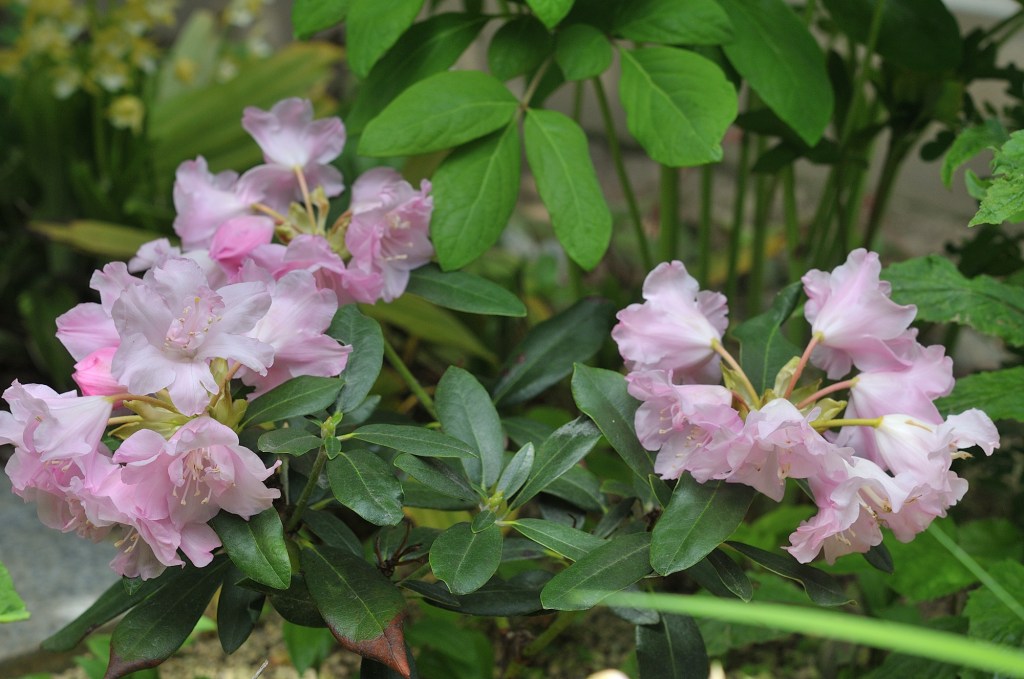 天城石楠花・天城ボタン