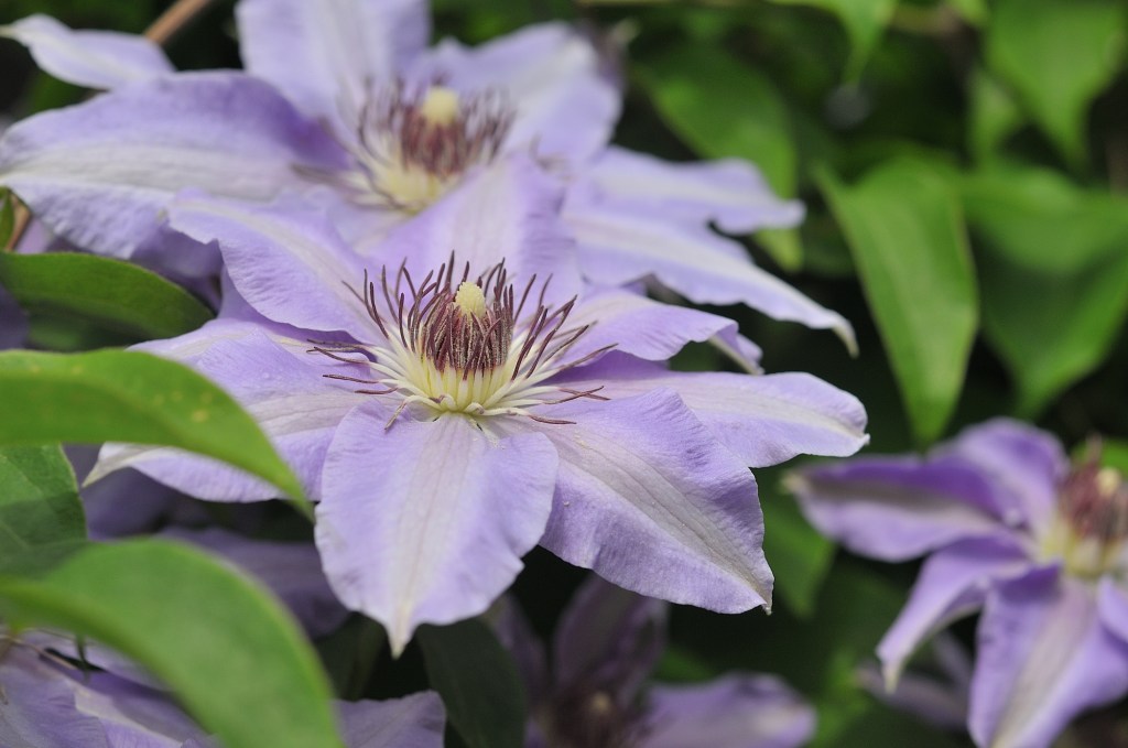 青紫色のカザグルマ