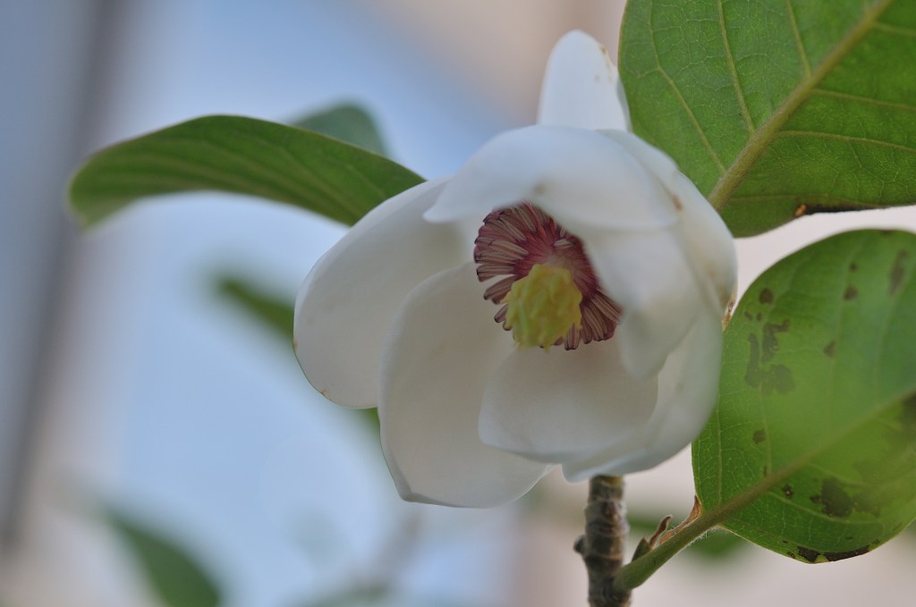 大山蓮華